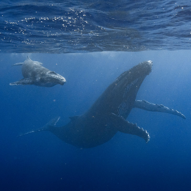 ninamu-oceanic-tour-baleine-portfolio-maman-bebe
