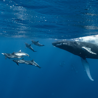 Dauphins et baleine