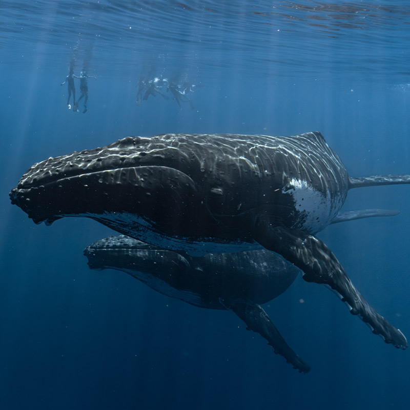 Observation baleine à bosse