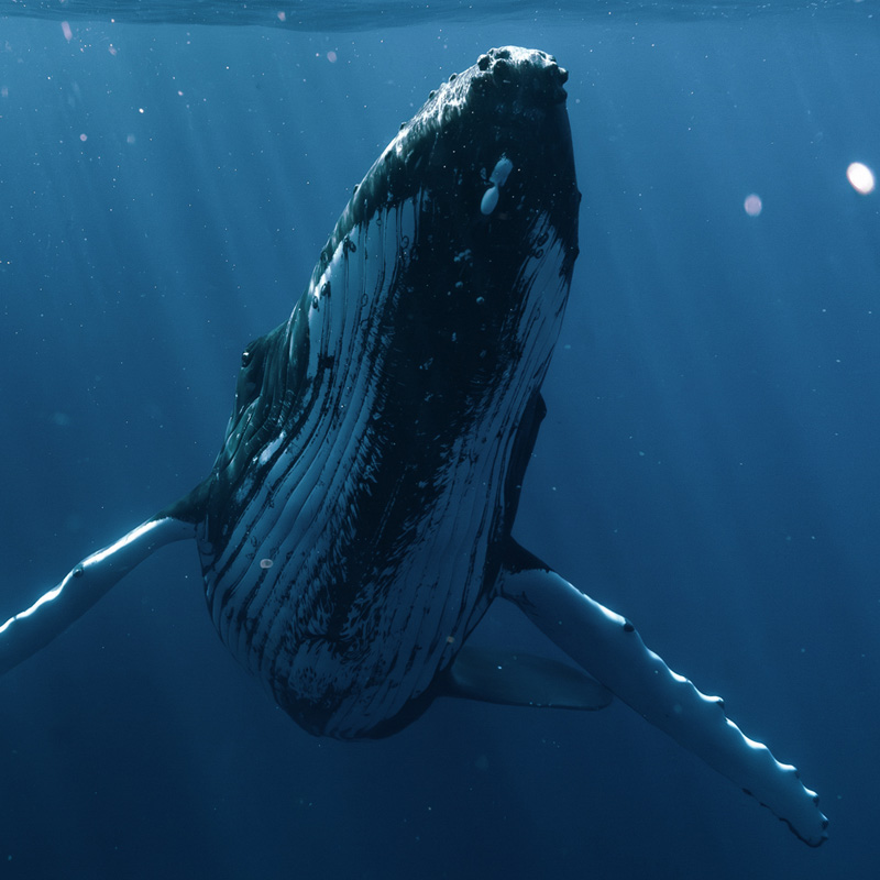 baleine-face-to-face